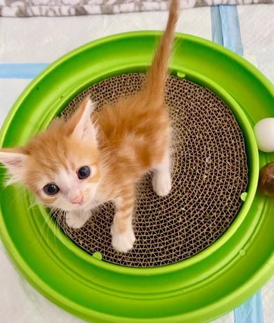 playful ginger kitten