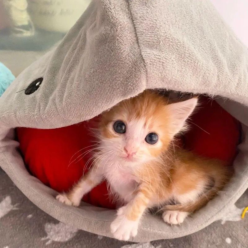 kitten in shark bed