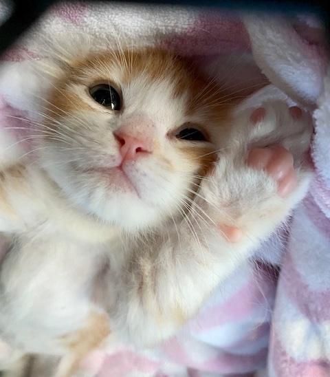 happy snuggly kitten