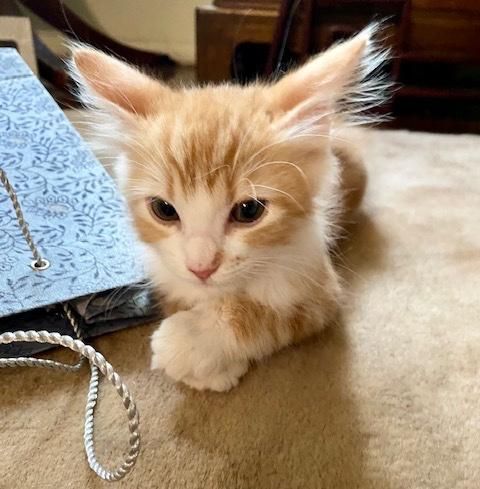 kitten big ears