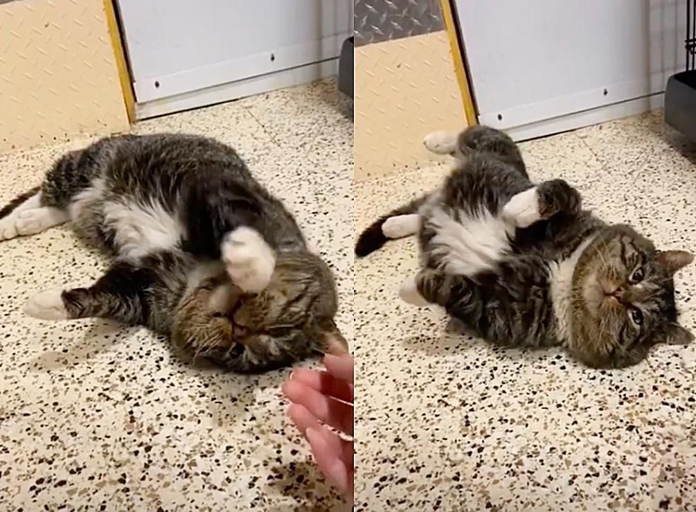 Cat Rolls Around in Front of People that Took Him in After Years Wandering the Streets Love Meow