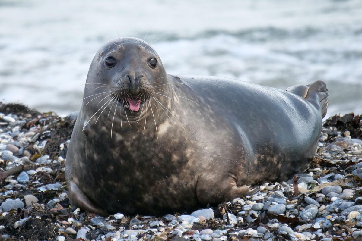 lost seal; Shoebert; Beverly; Massachusetts