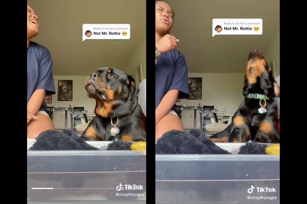 Blake the rescue Rottweiler is winning hearts and blowing minds with his singing duet