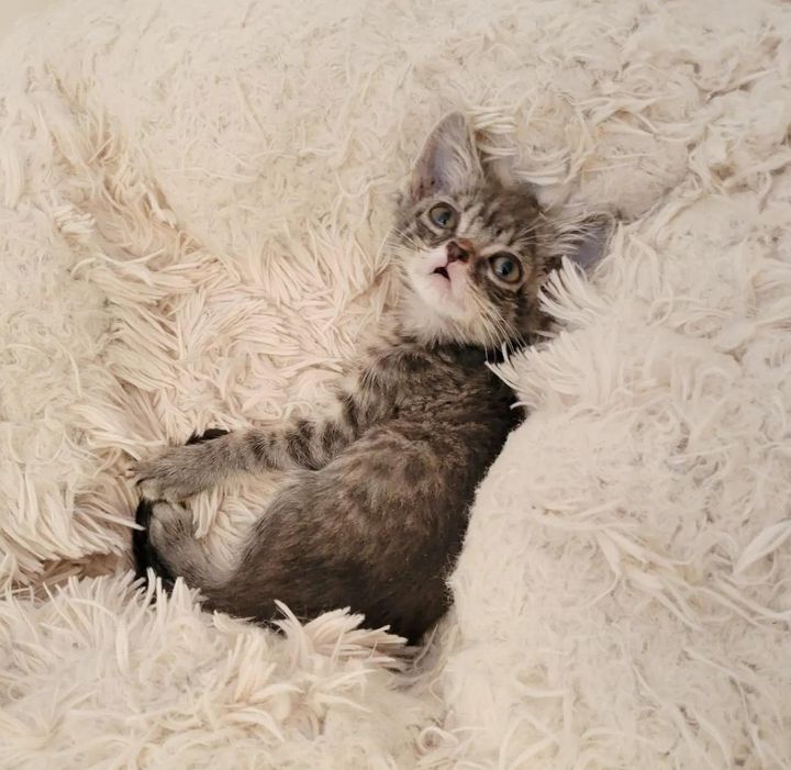 kitten in fluffy bed