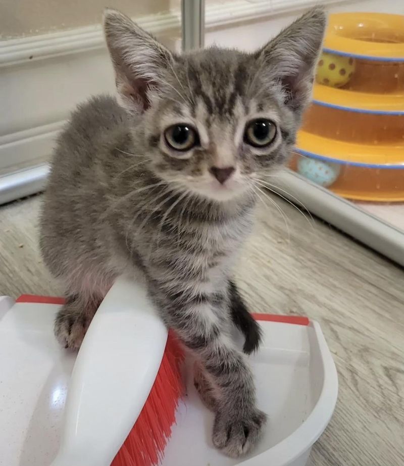 adorable kitten clock