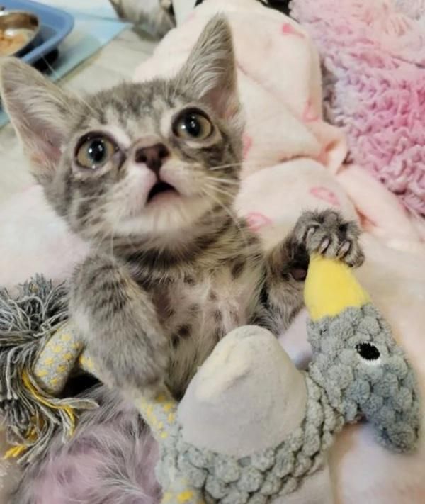 kitten overbite cuddly toy