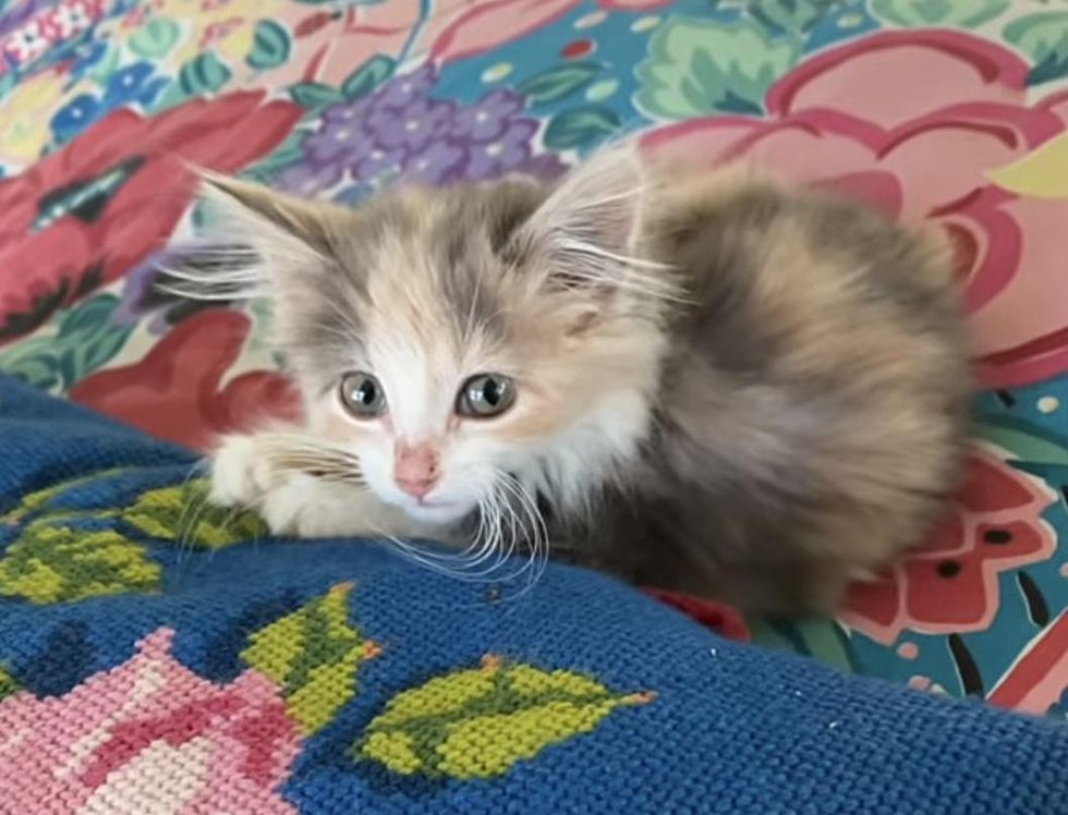 Kitten Shows Up Outside a Home on Her Own and is Determined to Move ...