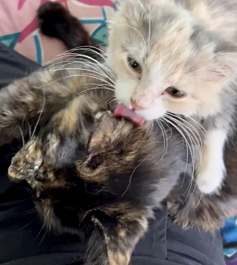 calico kitten bathes tortie