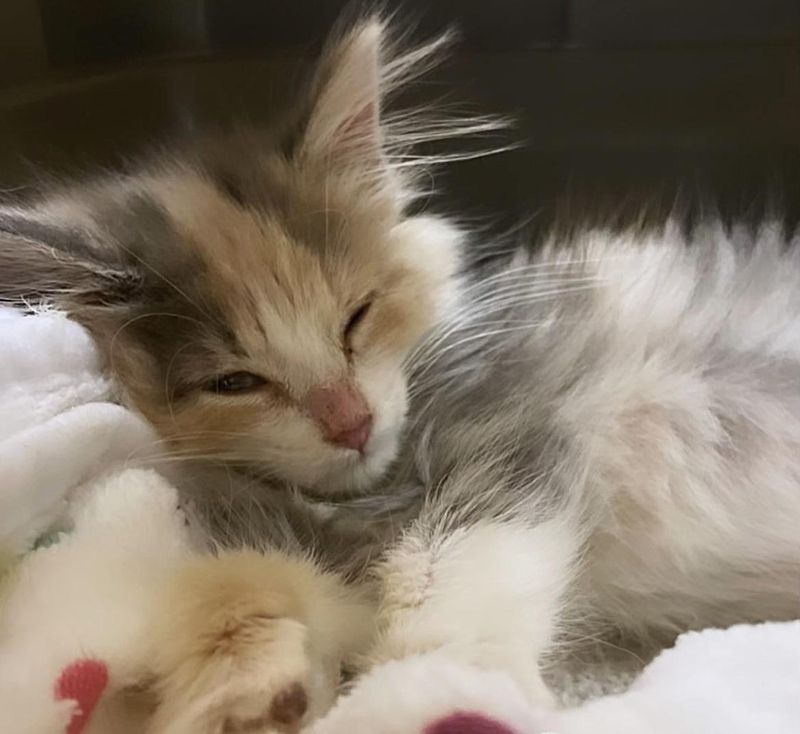 happy sleepy kitten calico