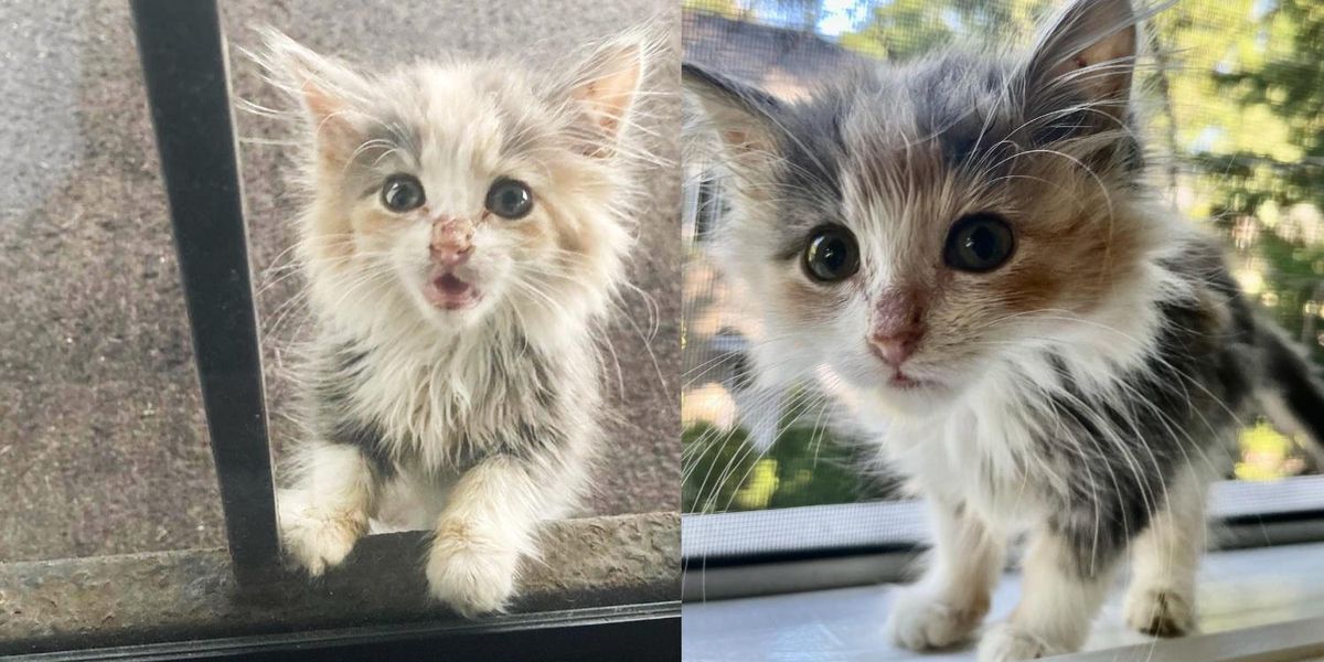 Kitten Shows Up Outside a Home on Her Own and is Determined to Move