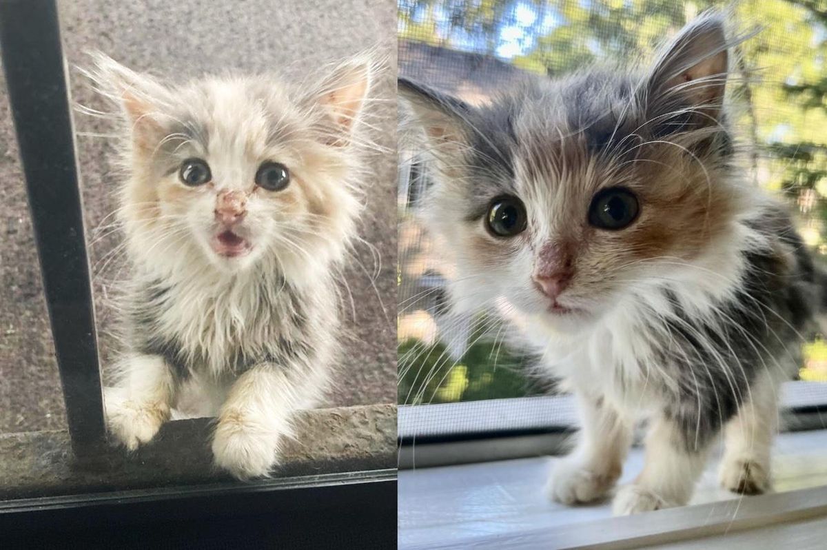 Kitten Shows Up Outside a Home on Her Own and is Determined to Move Indoors That Day