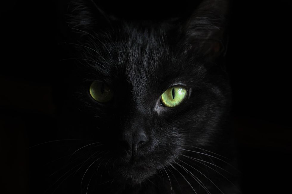 black cat with green eyes