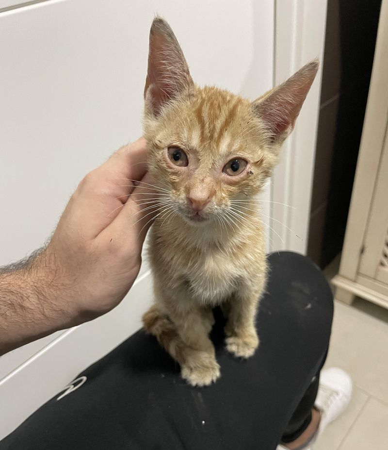 stray kitten, real men love cats