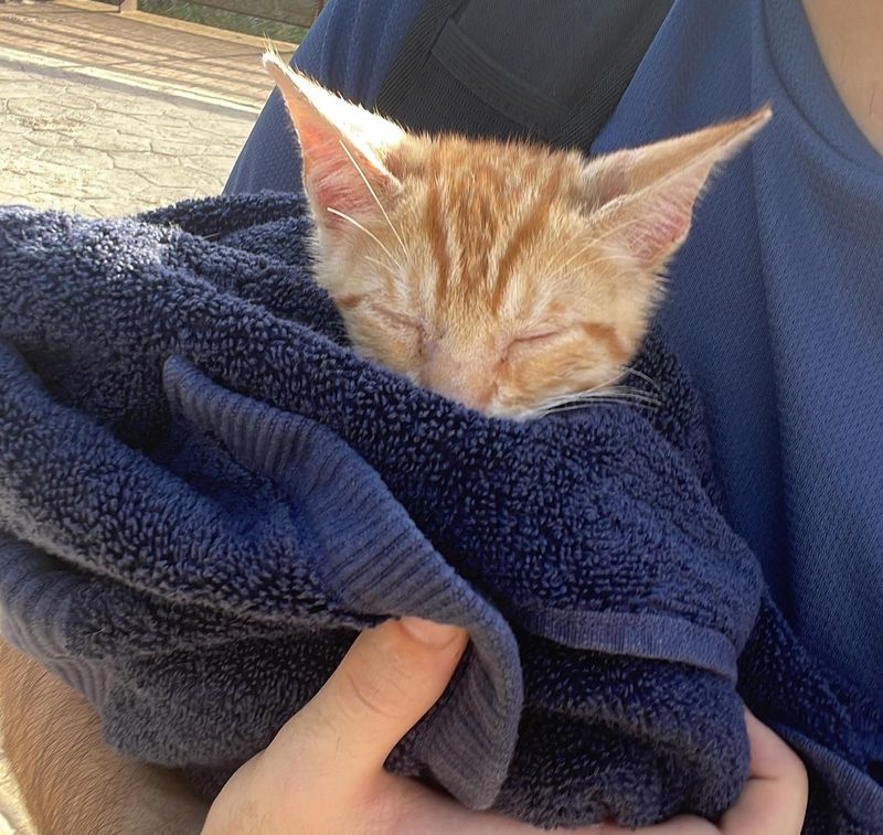 purrito ginger cat