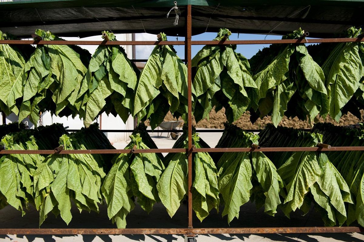 Manifatture Sigaro Toscano lancia il «Robusto trilogia»