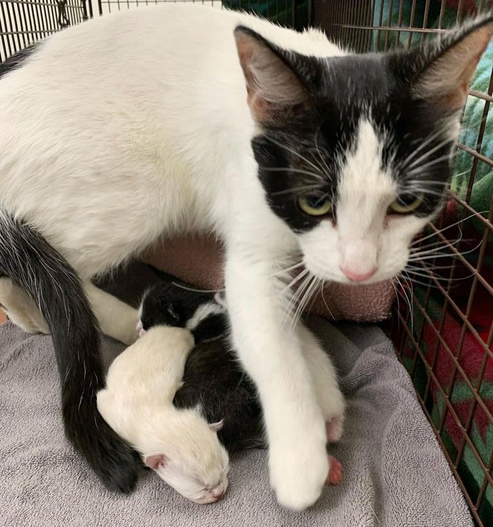 cat mom newborn kittens