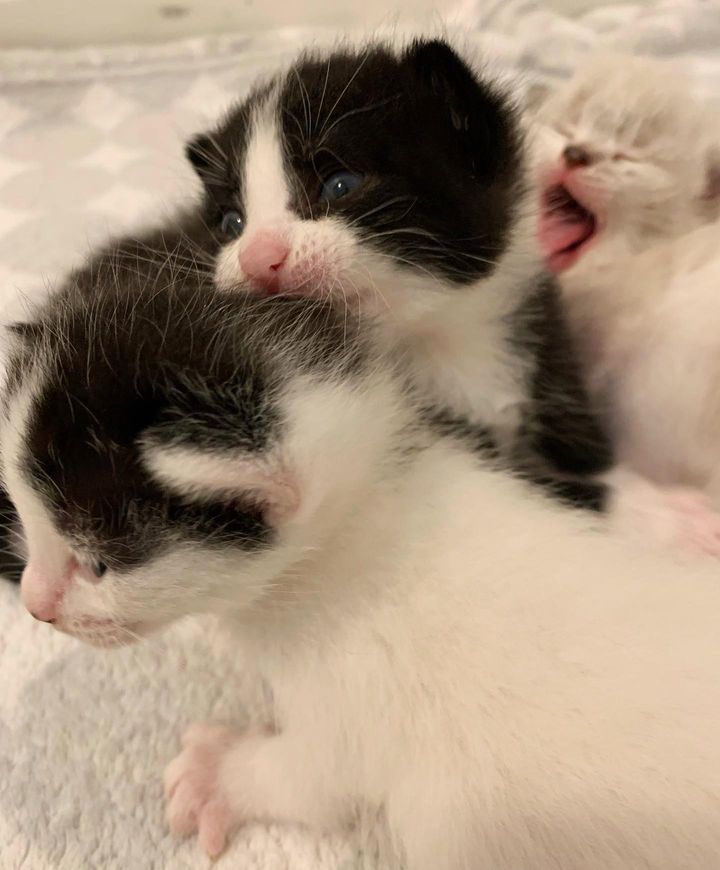 kittens eyes open