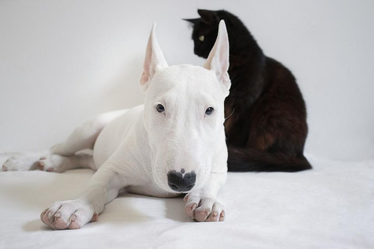 dog tattoo, ashes tatoo, bull terrier