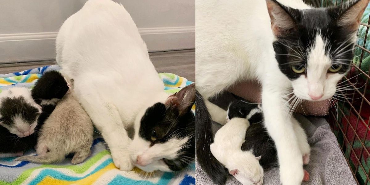 Tiny Kitten Spotted Outside Abandoned Shows So Much Strength, Now Has a Cat  to Watch Her Grow - Love Meow