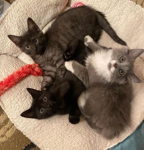 happy snuggly kittens