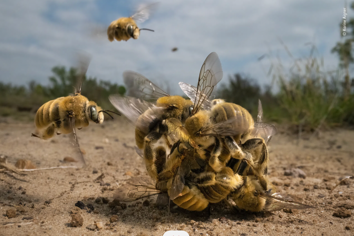 The 2022 winner of Wildlife Photographer of the Year, beating out thousands of stunning images