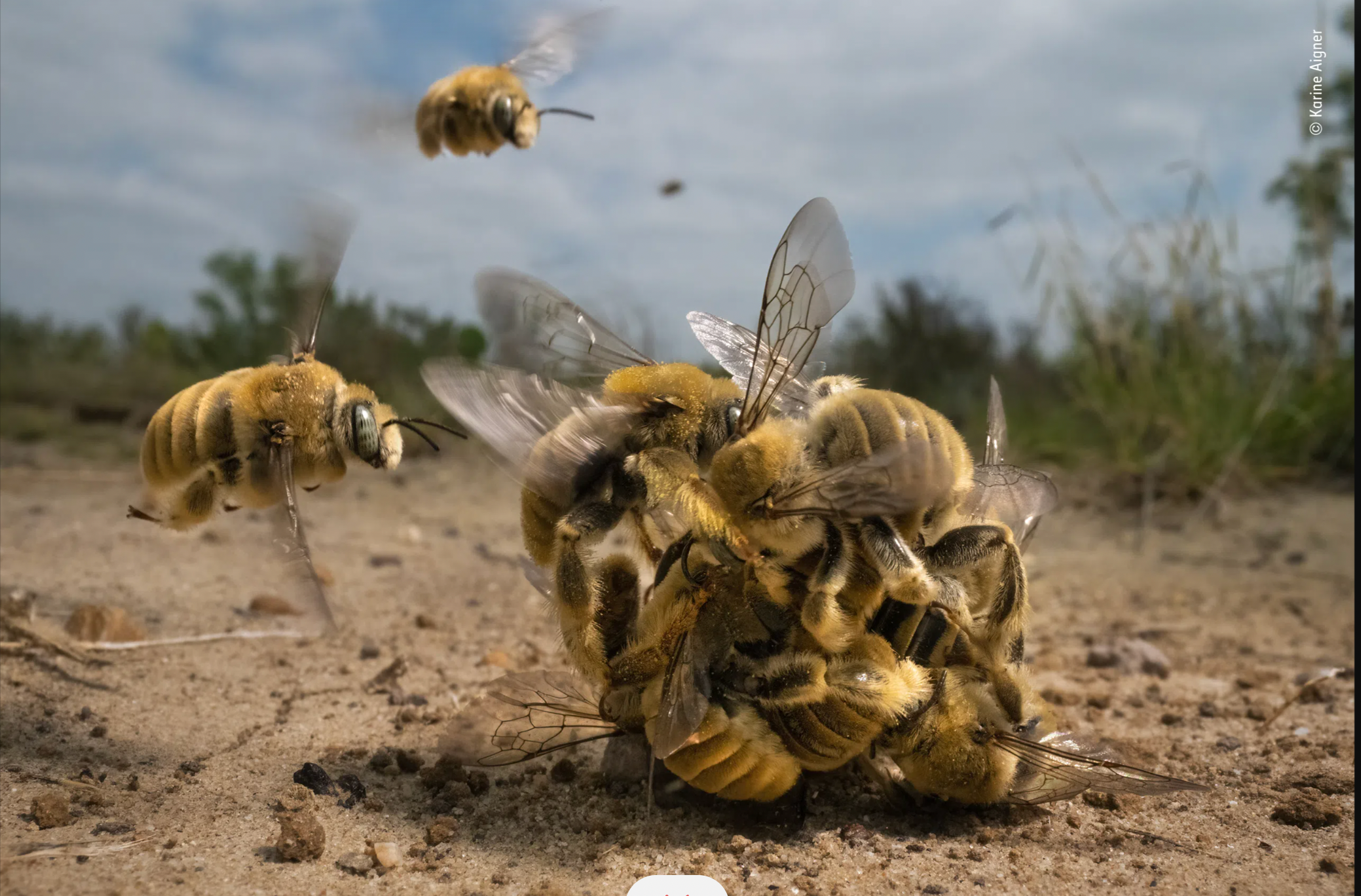 The 2022 winner of Wildlife Photographer of the Year, beating out thousands of stunning images