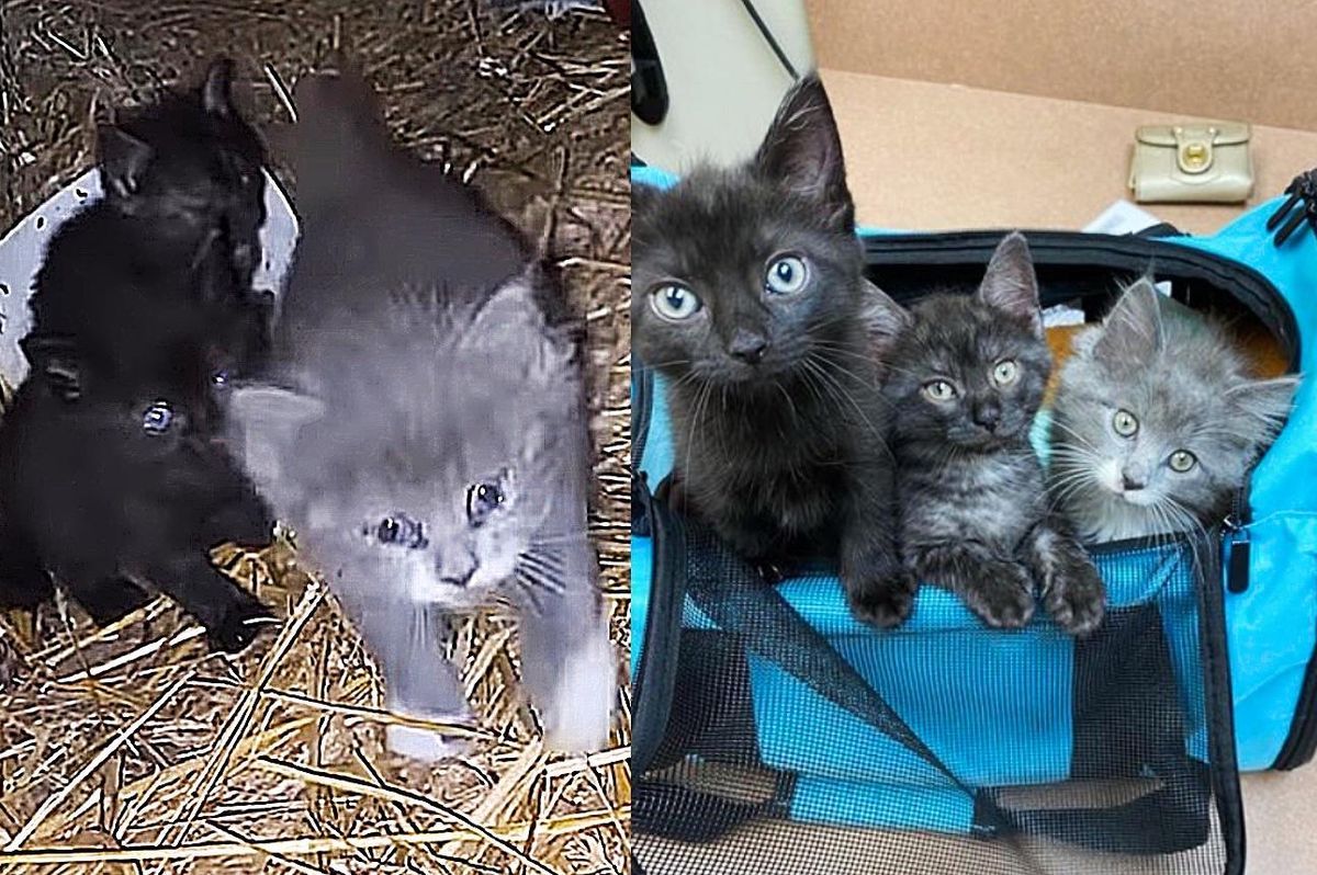 Woman Finds 3 Kittens Running Right Up to Her, and Knows They Need Her Help