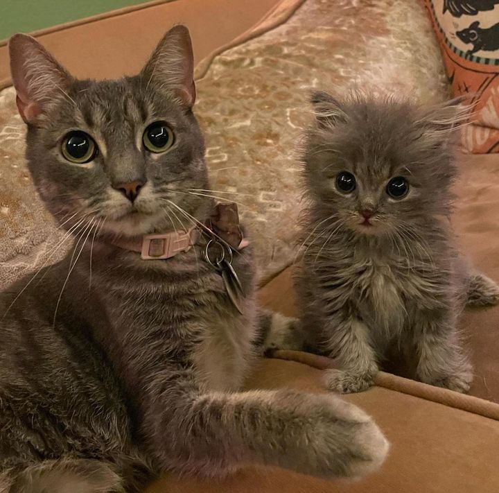 grey cat and kitten