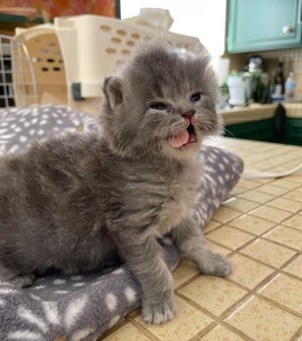 bottle fluffy kitten lavender