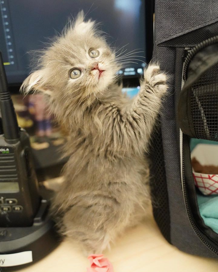 fluffy grey kitten