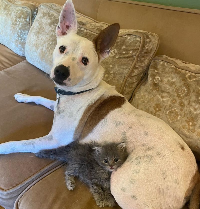 kitten snuggling dog