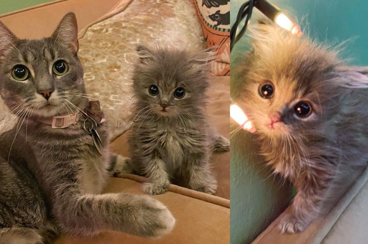Backyard Kitten Finds 'Purrfect' Family to Raise Her, Her Personality Will Melt Your Heart