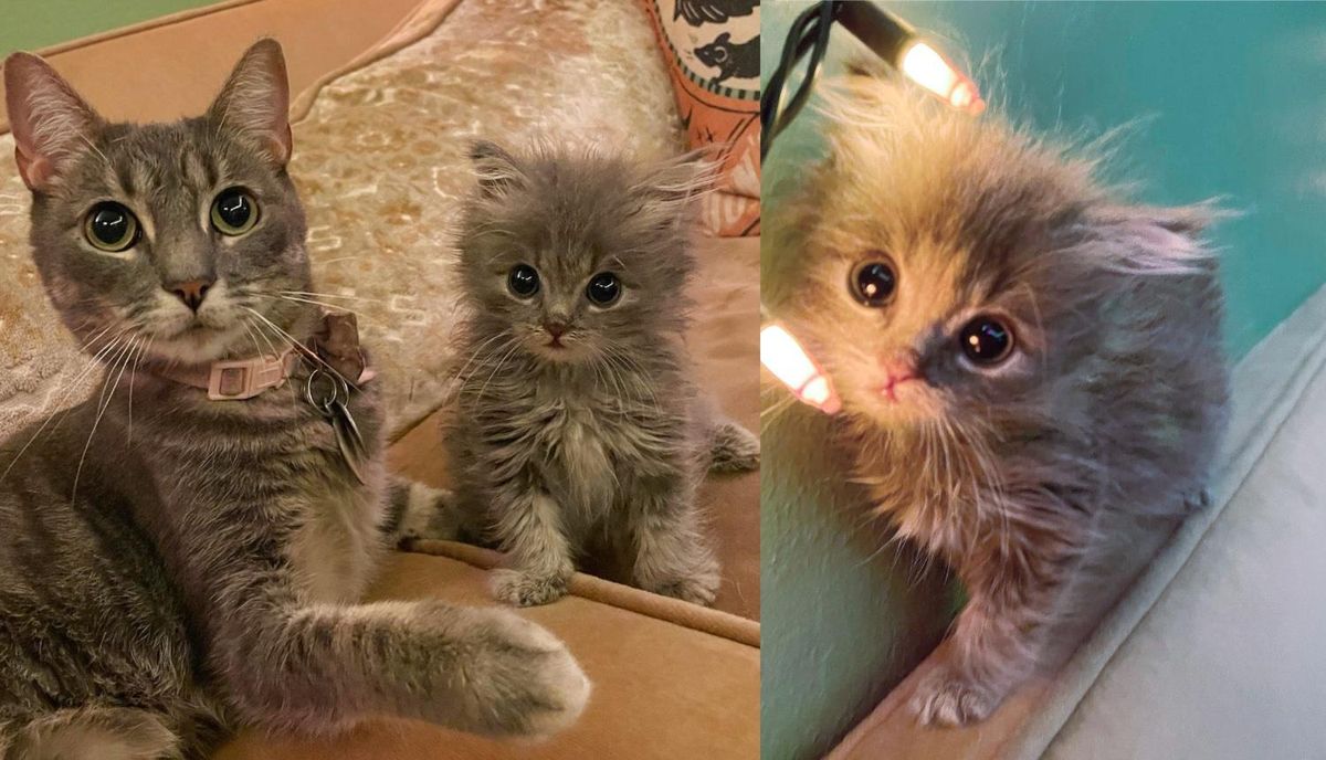 Backyard Kitten Finds 'Purrfect' Family to Raise Her, Her Personality Will Melt Your Heart