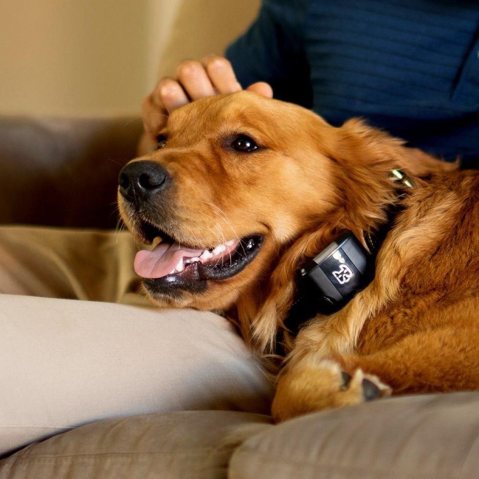a photo of wagz freedom dog collar on a dog