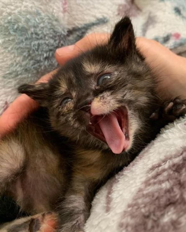 sassy tortie kitten