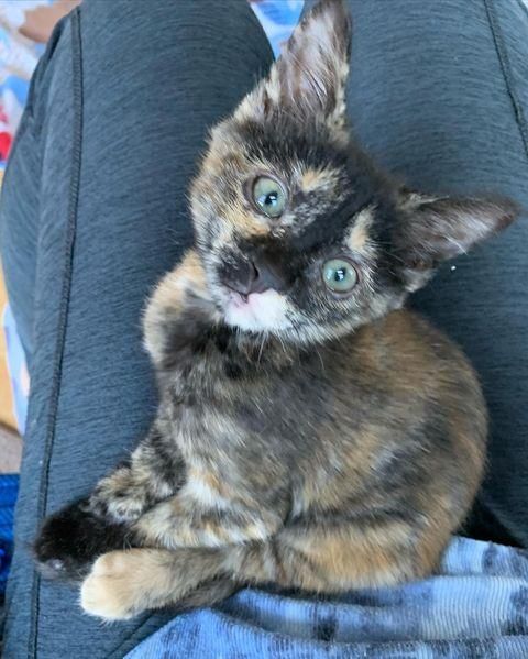 lap cat tortie