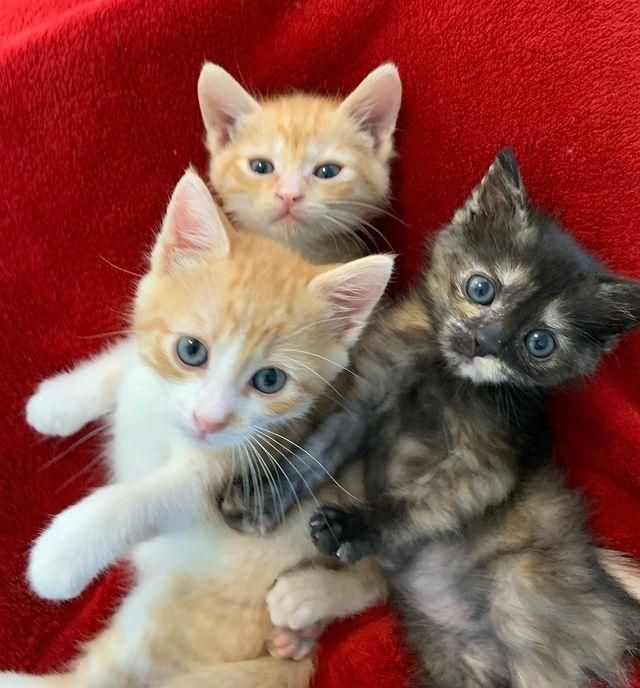 ginger tortie kittens snuggles