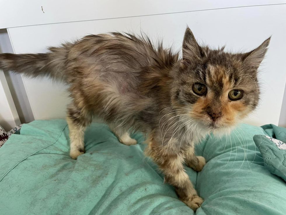 22 Year Old Cat is So Happy to Be Out of Shelter, Have Full Belly and ...