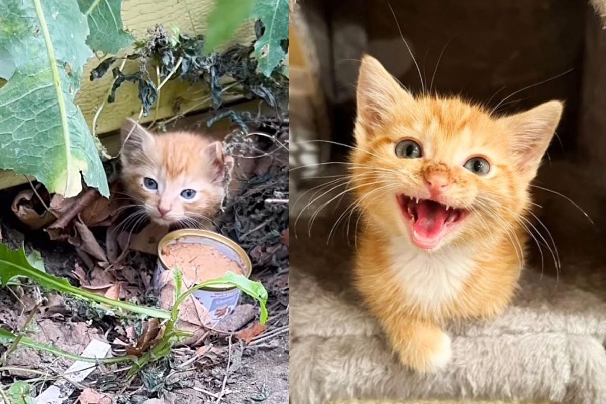 Stray Kitten 'Roars' Her Way Out of Hiding and Into Cushy New Life