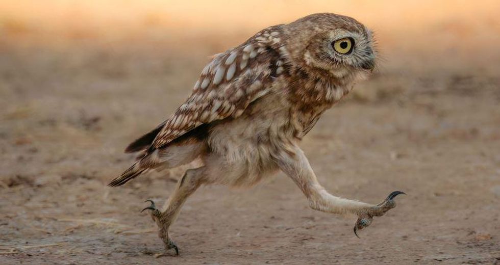 2022 Comedy Wildlife Photography Awards nominees Upworthy