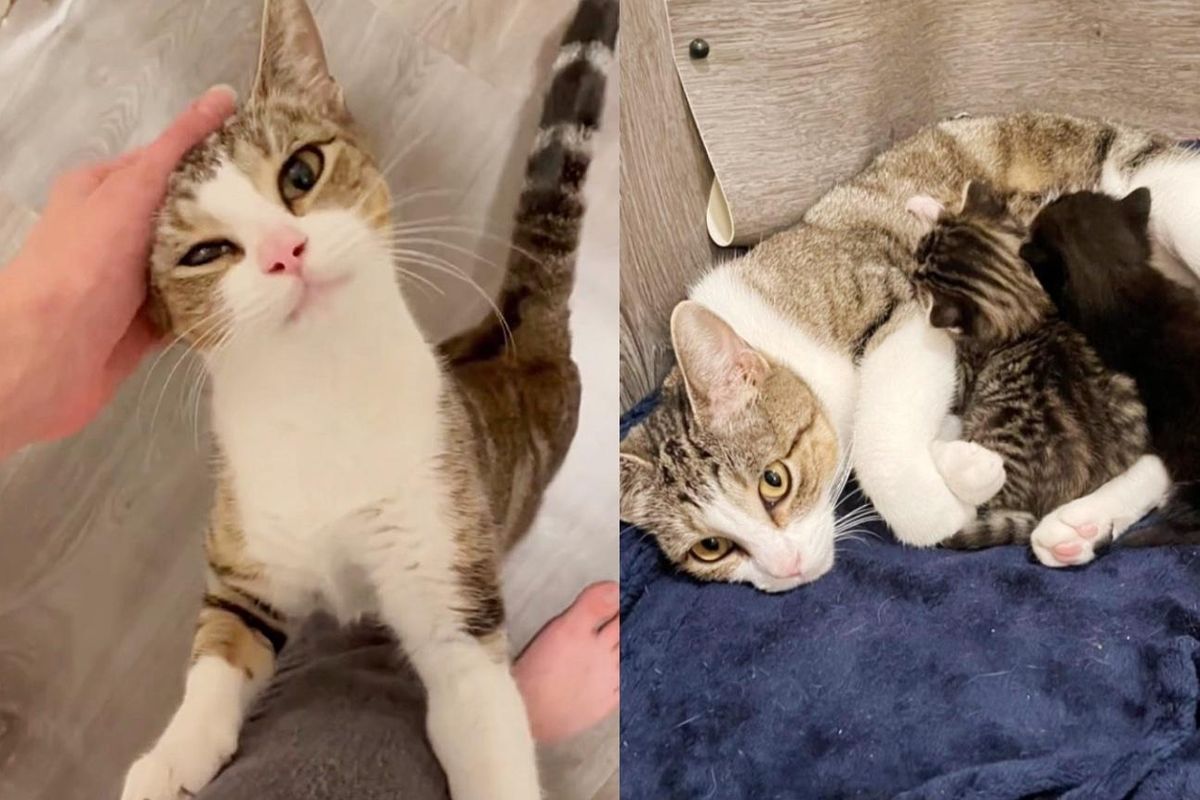 Cat Stands Up to Greet the Person Who Changed Her Life Along with 2 Kittens
