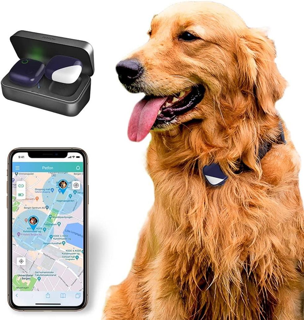 a photo of a dog with Petfon pet GPS tracker