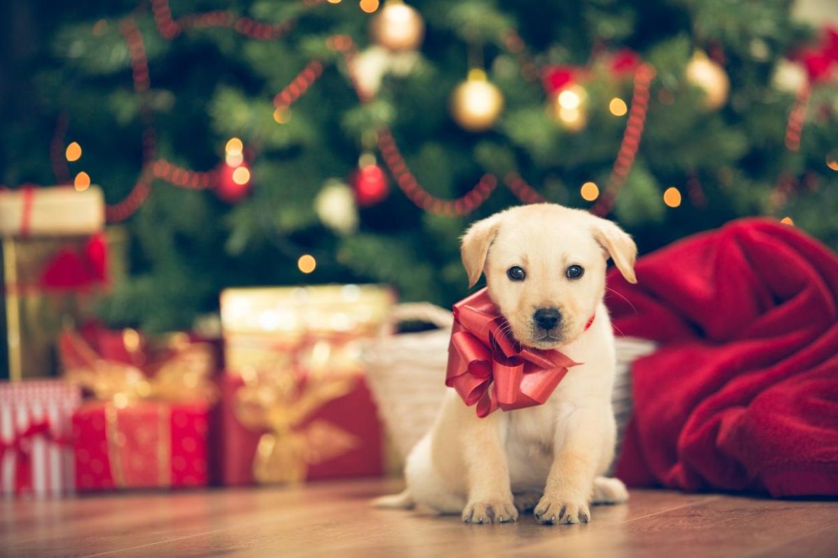 a photo of a puppy under a Christmas tree with a bow around the neck