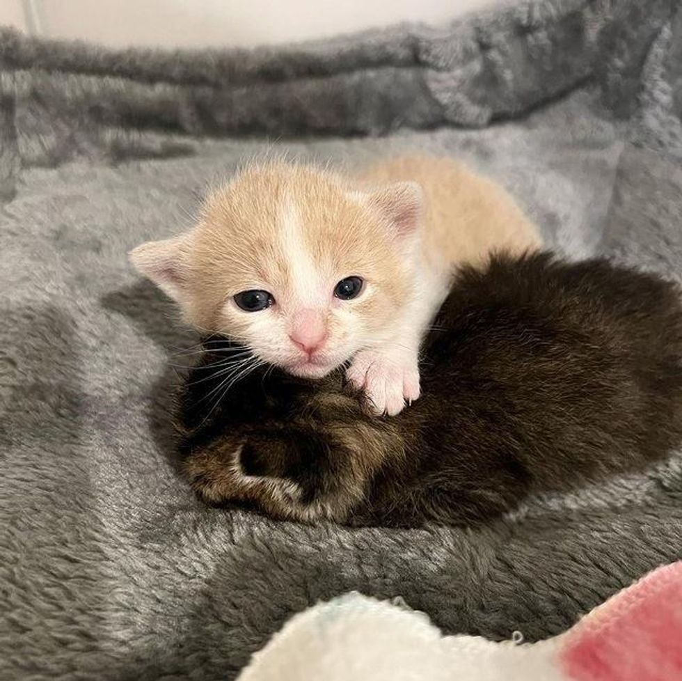 Cat and Her Only Kitten Accept Another Kitten as Their Own and Give Her ...