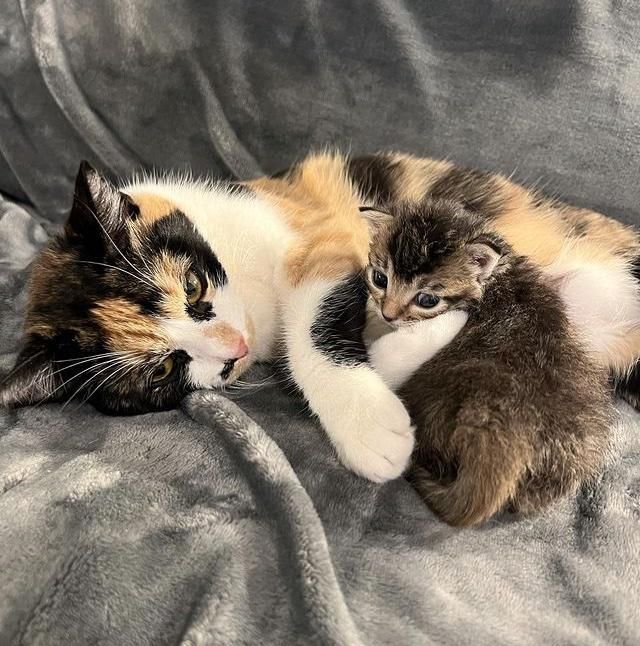 calico cat adopted kitten