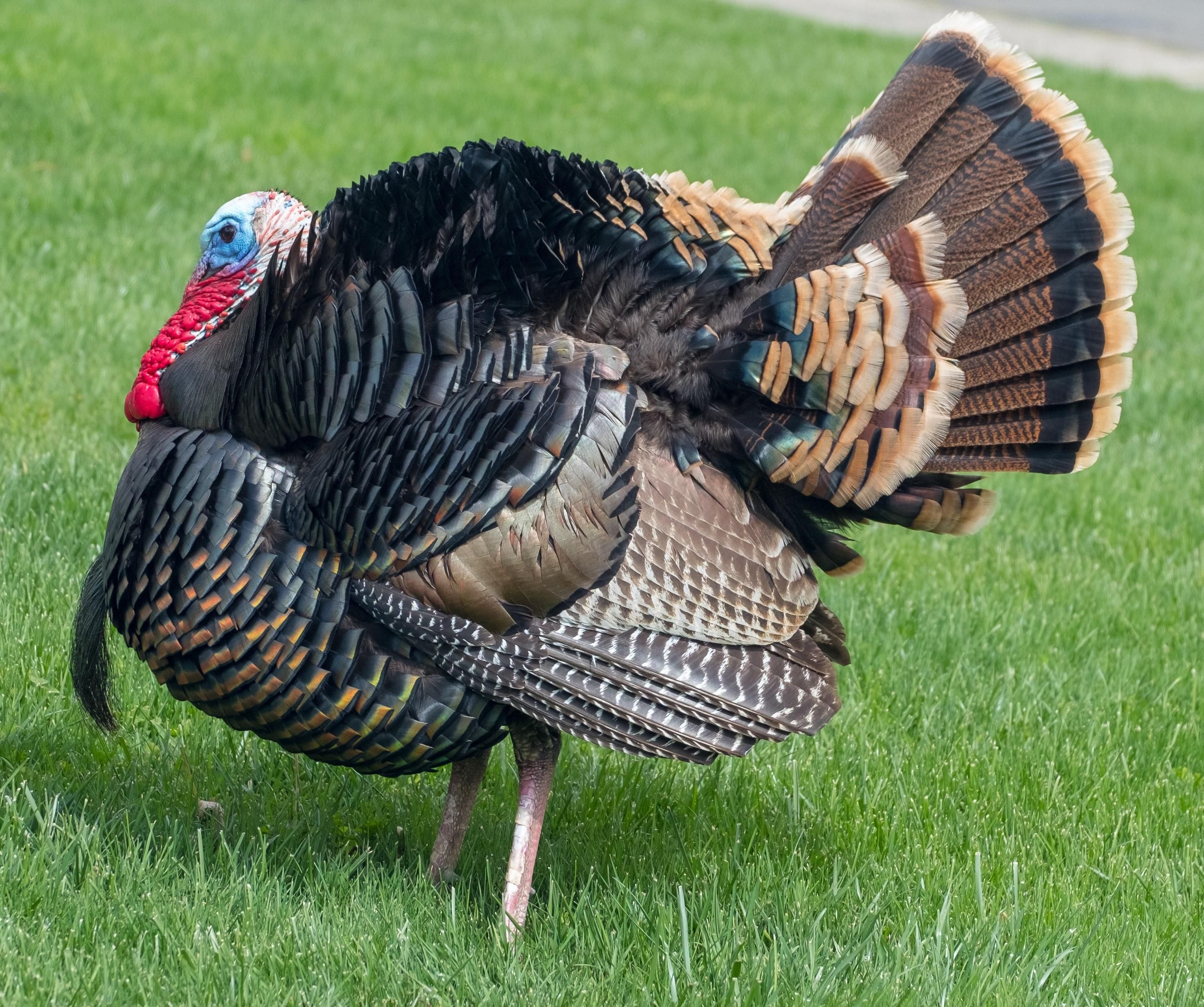 A Farm In California Is Offering Turkey Cuddling On Thanksgiving - Upworthy