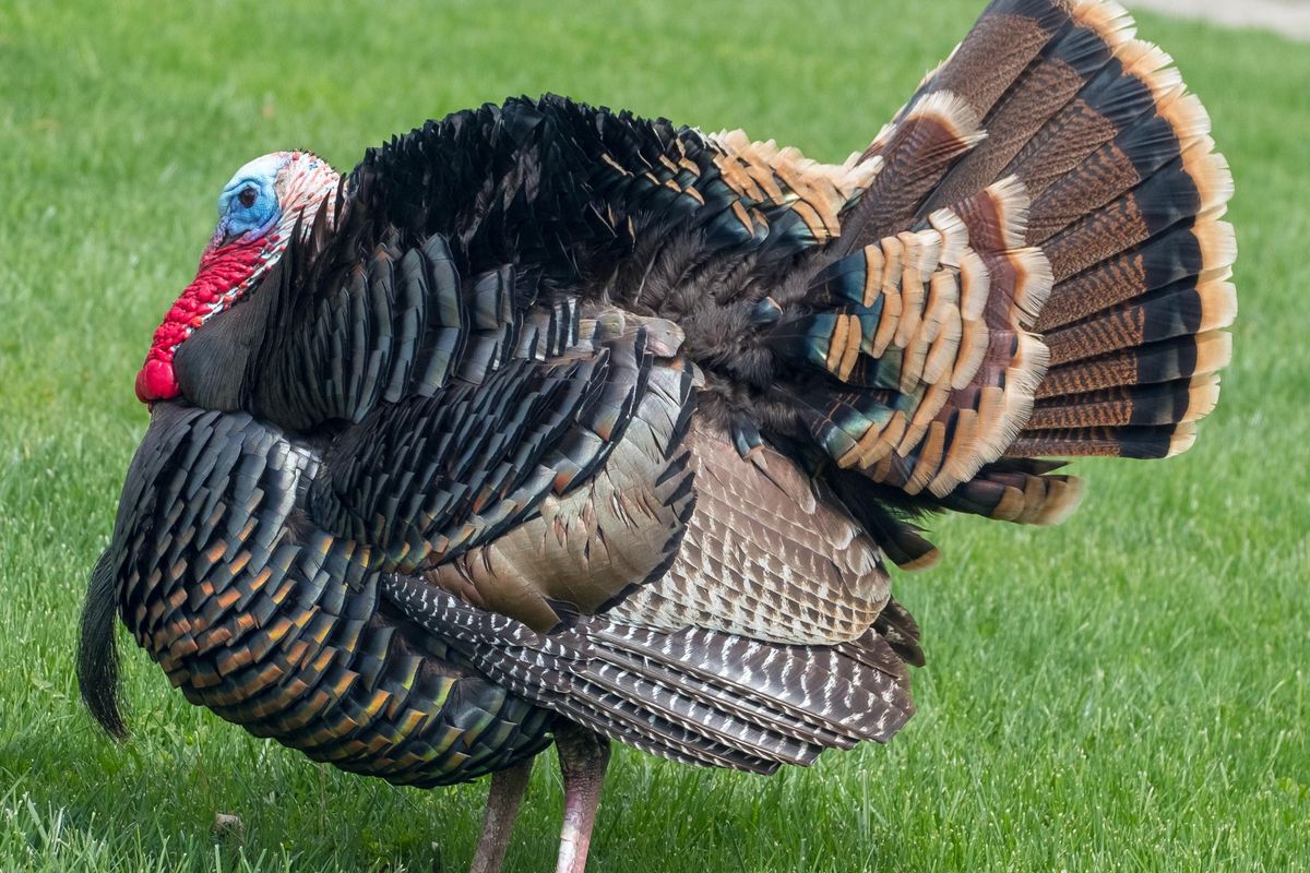 turkey; turkey cuddling; California; The Gentle Barn