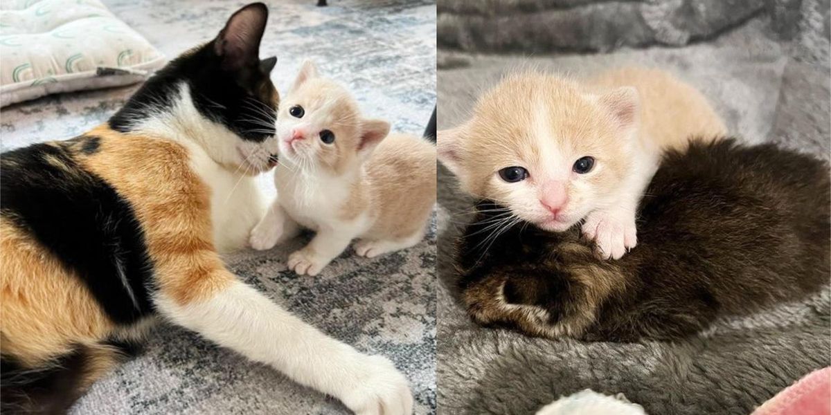 Cat and Her Only Kitten Accept Another Kitten as Their Own and Give Her