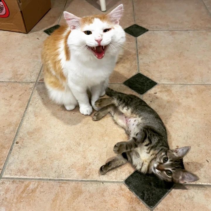 cat kitten friends