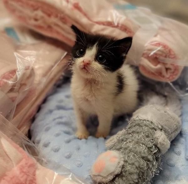 tiny kitten karl